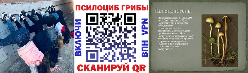 Купить где  Чишмы  Псилоцибиновые грибы Cubensis 